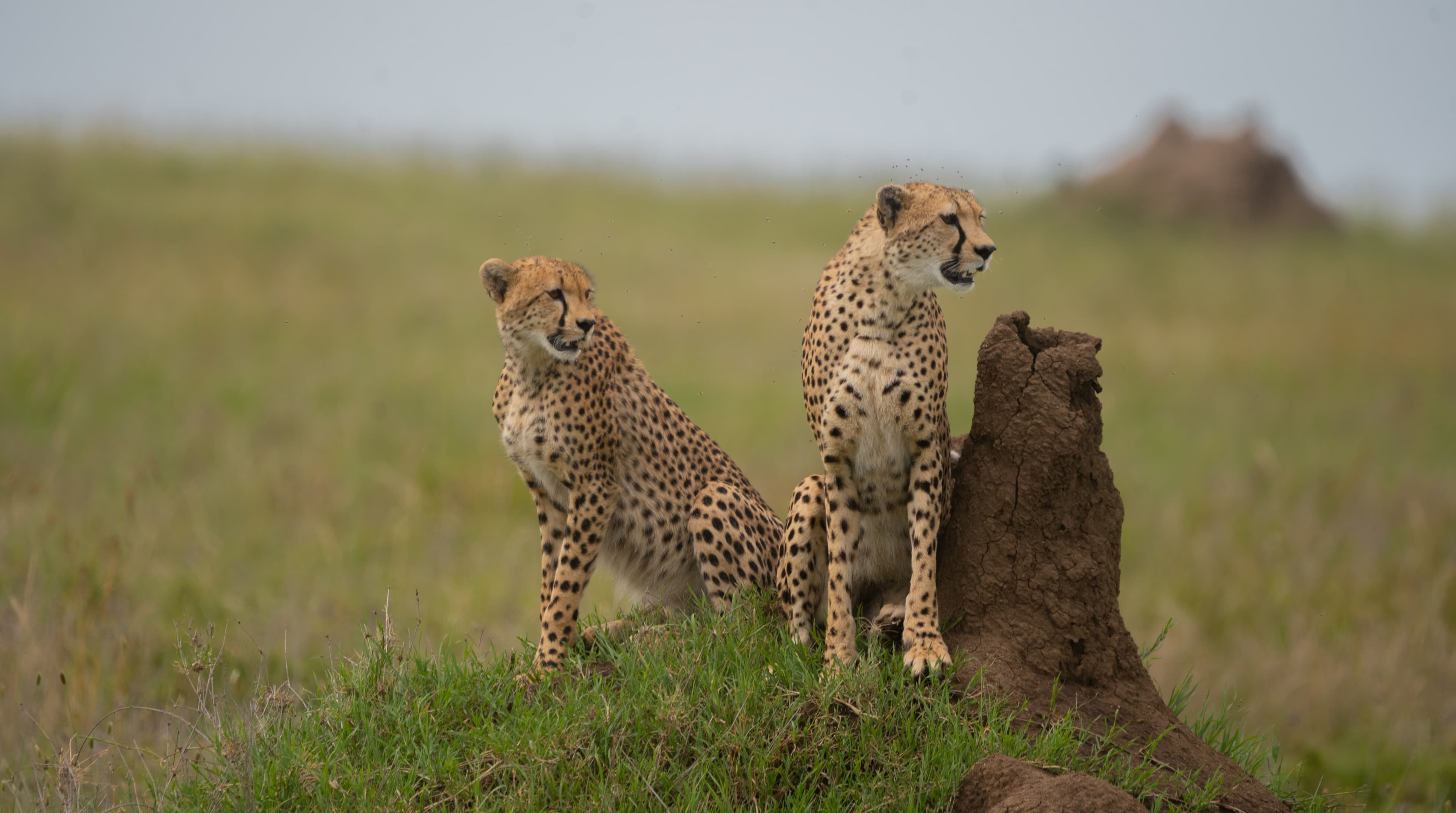 Cheetahs in Tanzania