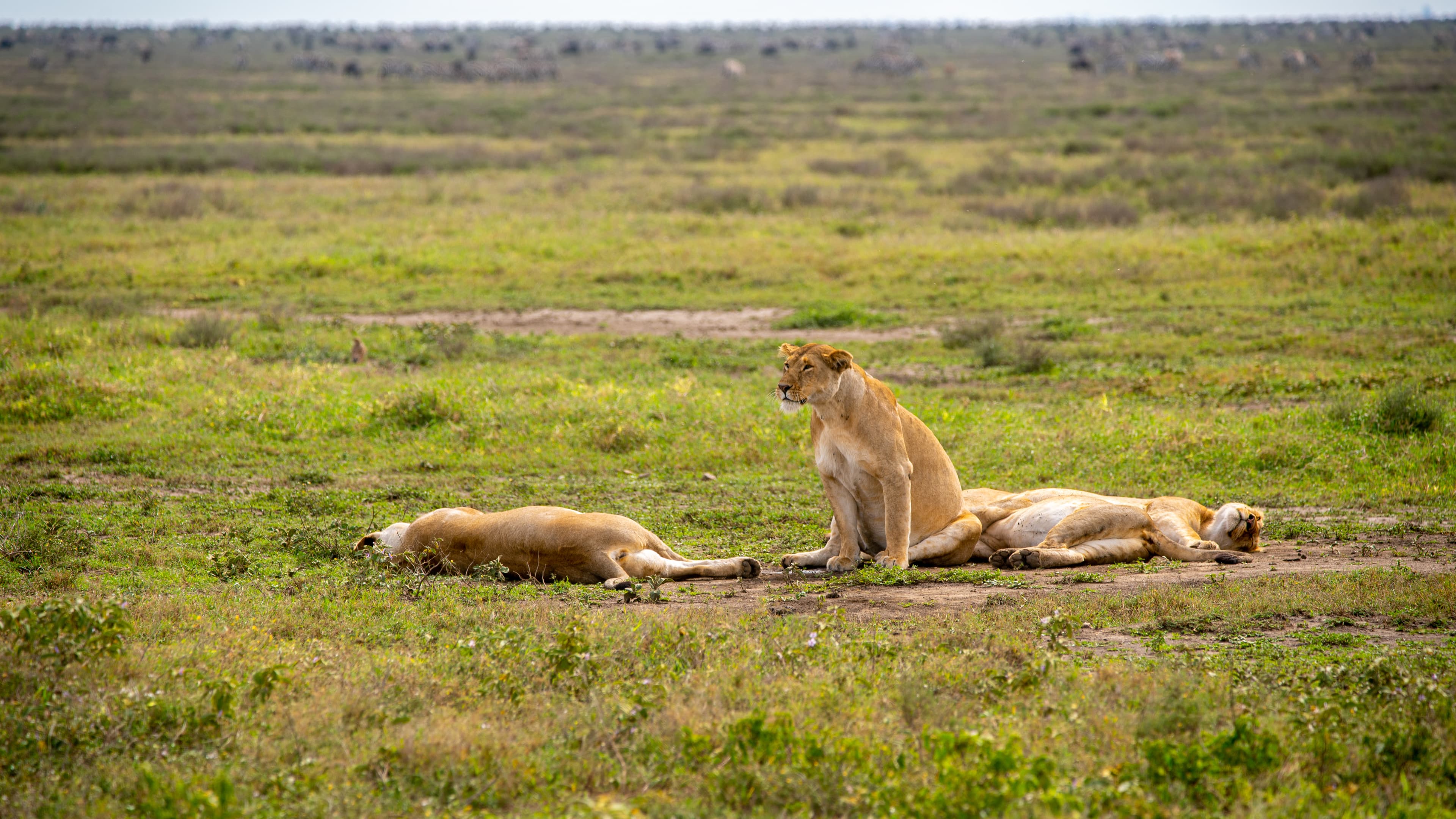 Lions resting on the open plains