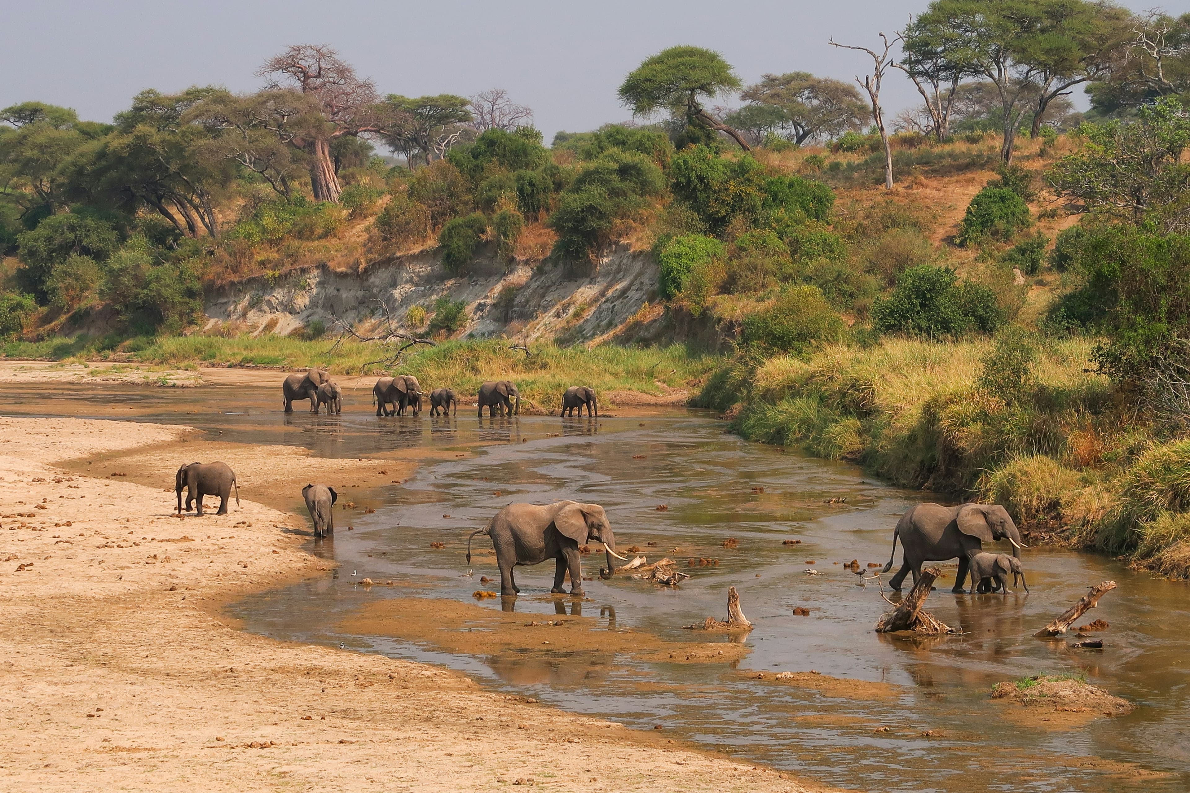 Tarangire